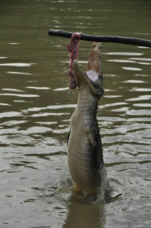 Jacaré erra o alvo no Hato El Cedral, na região dos llanos venezuelanos, perto da cidade de Mantecal
